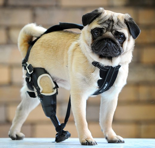 hond-met-prothese